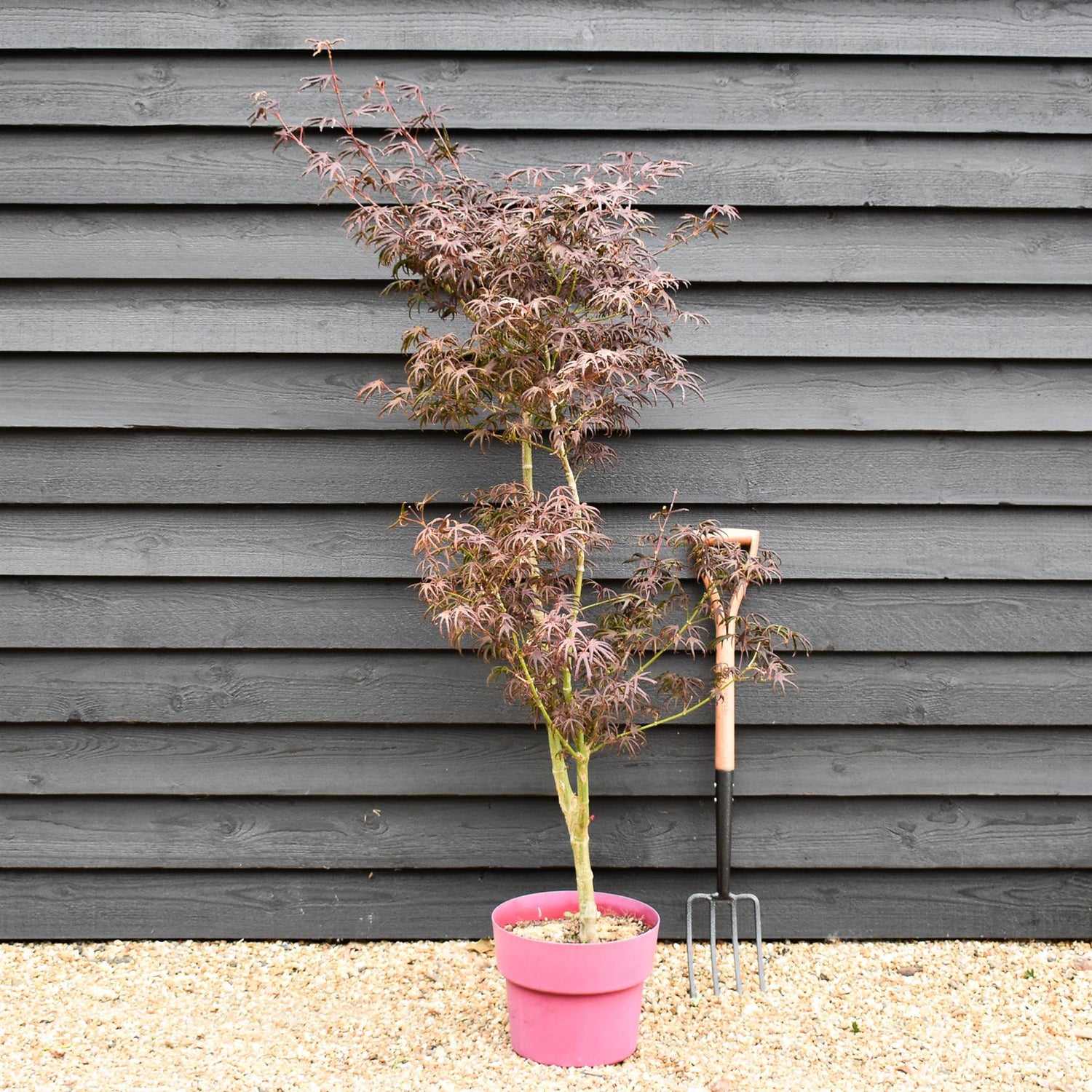 Acer palmatum 'Starfish' | Japanese maple 'Starfish' - 150-170cm - 15lt