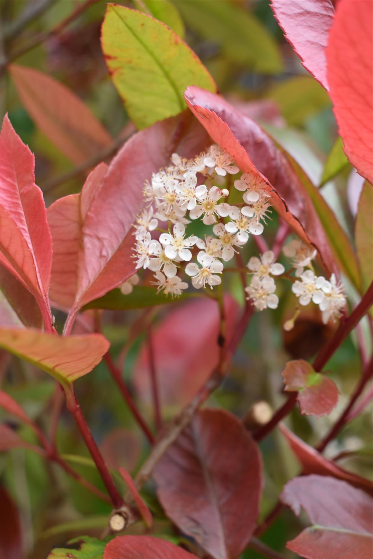 Photinia Red Robin | Christmas berry 'Red Robin' - Parachute - 250cm, 70lt