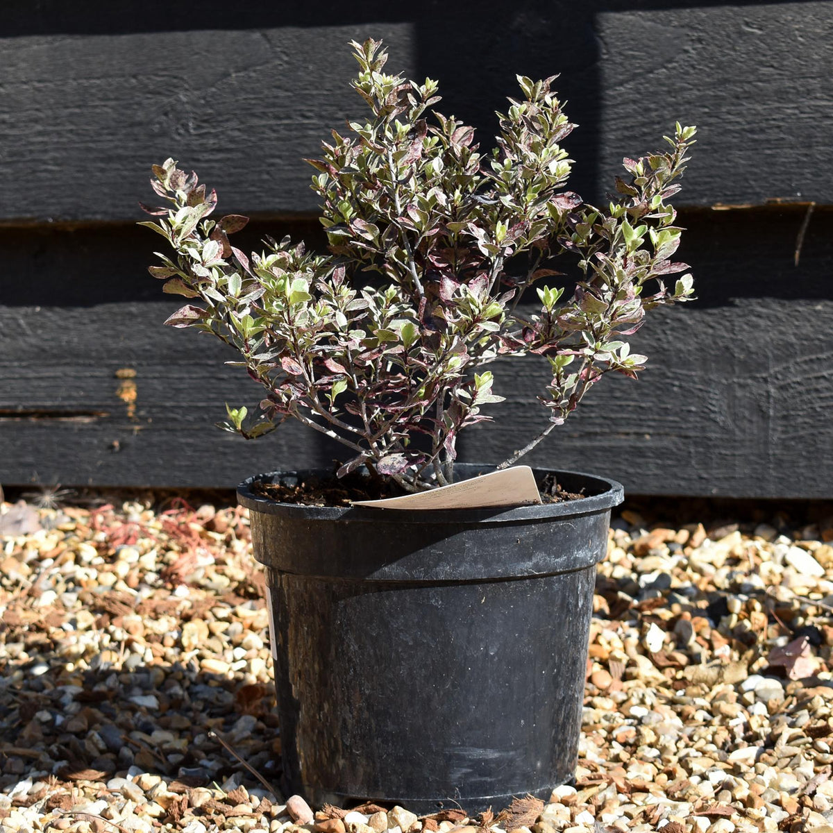 Pittosporum tenuifolium Bannow Bay - 30cm - 10lt