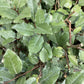 Elaeagnus ebbingei Tree | Ebbinge's silverberry - Girth 5-6cm - 350-370cm - 30lt