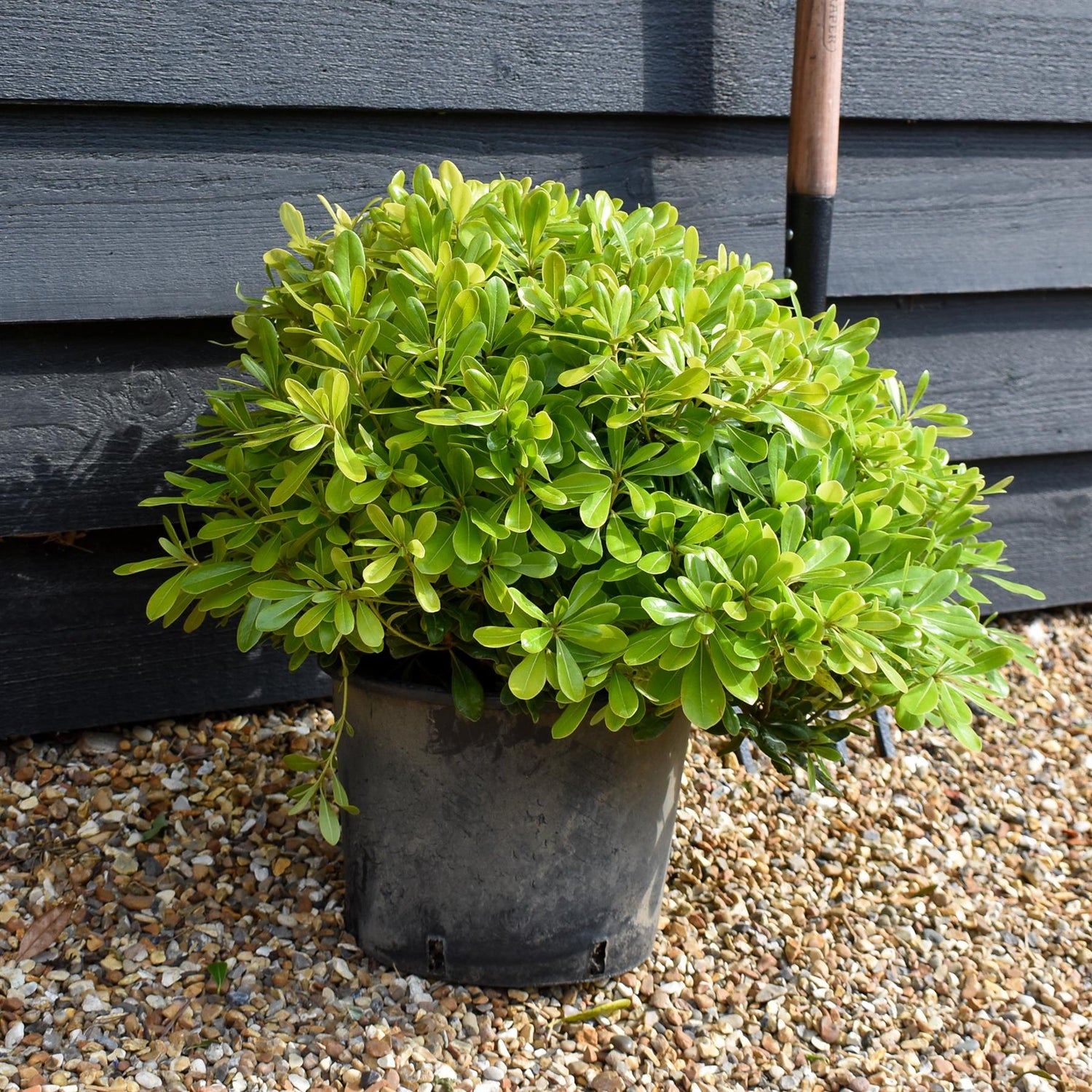 Pittosporum tobira | Austrian laurel -  Height 20-40cm - 10lt