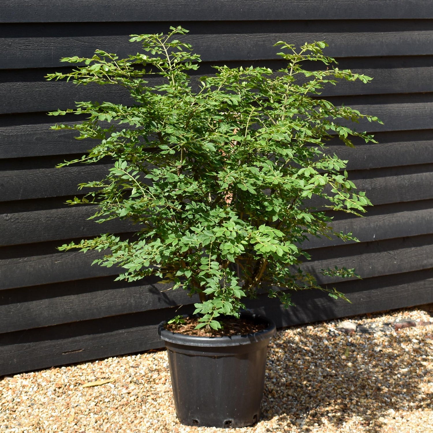 Winged Spindle Tree | Euonymus Alatus - Height 90-110cm - 25lt