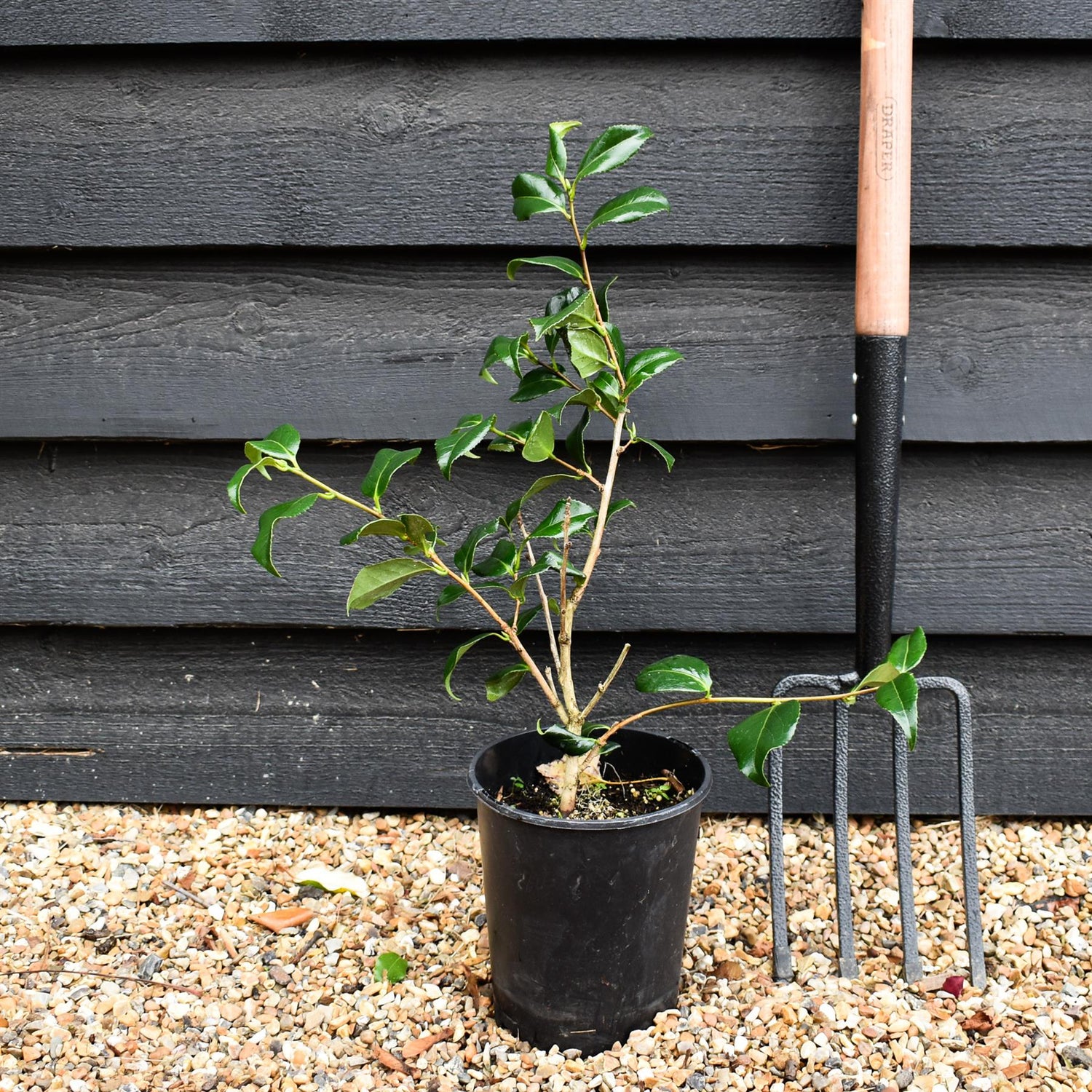 Camellia japonica 'Lady Vansittart' - Shrub - 3lt