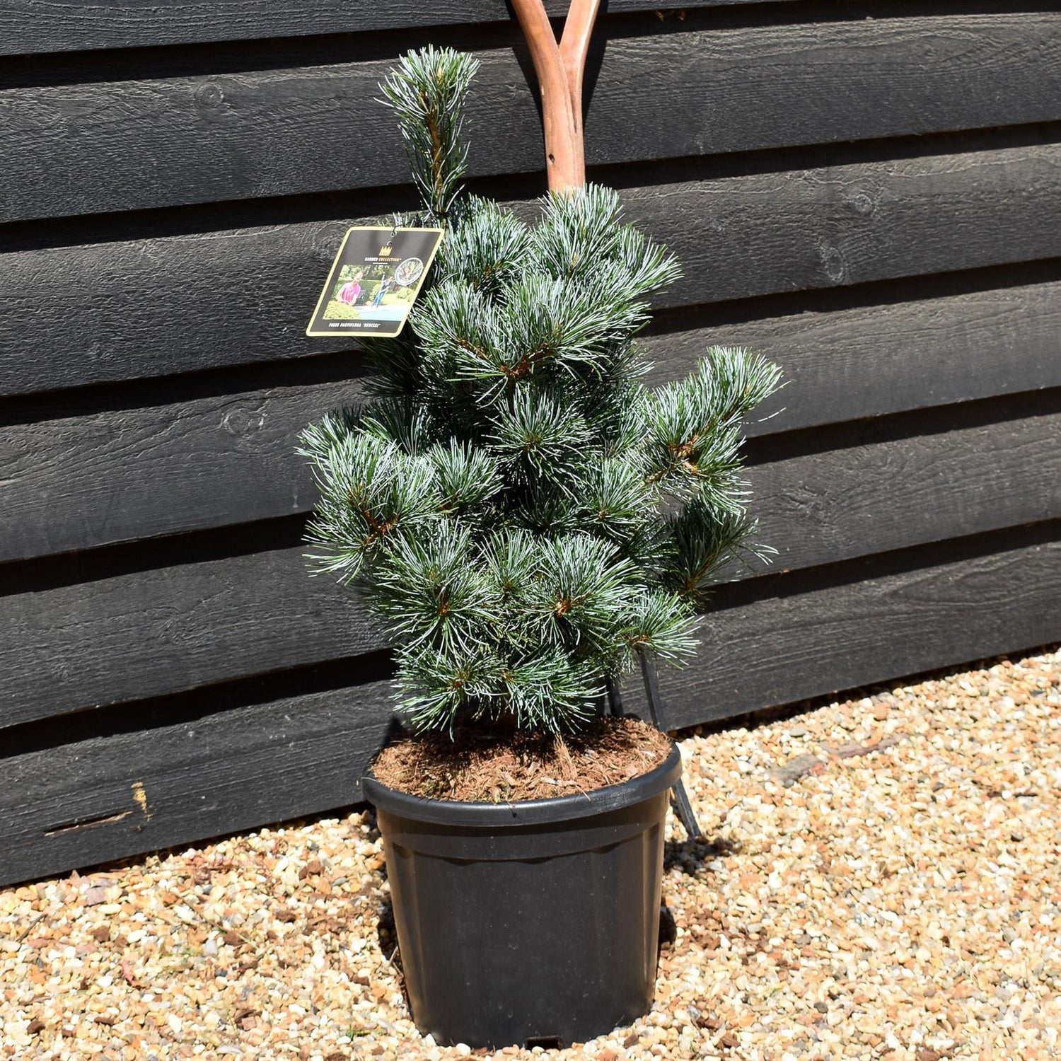 Pinus parviflora 'Negishi' -  Height 60-80cm - 12lt