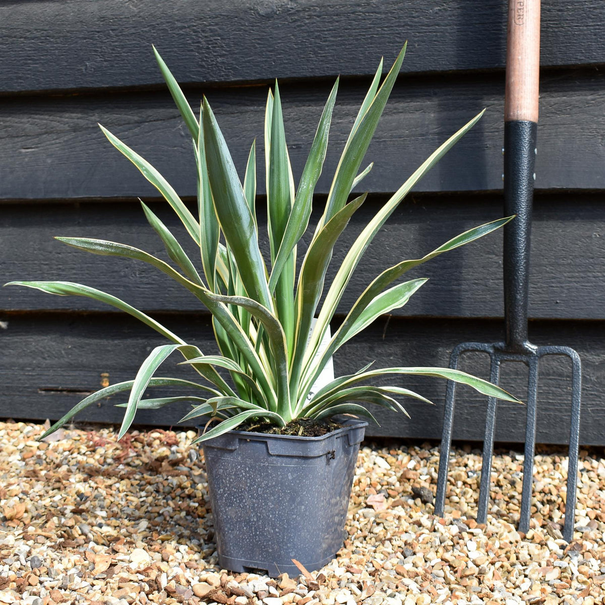 Yucca gloriosa Variegata | Variegated Spanish Dagger - Shrub - 2lt