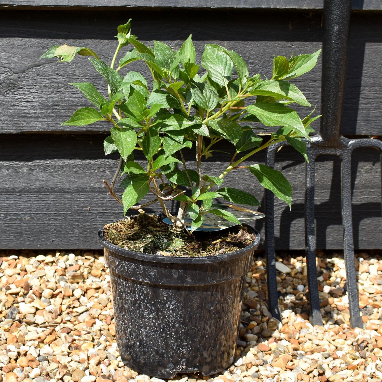 Hydrangea paniculata Kyushu - Shrub - Height 15-20cm - 2lt
