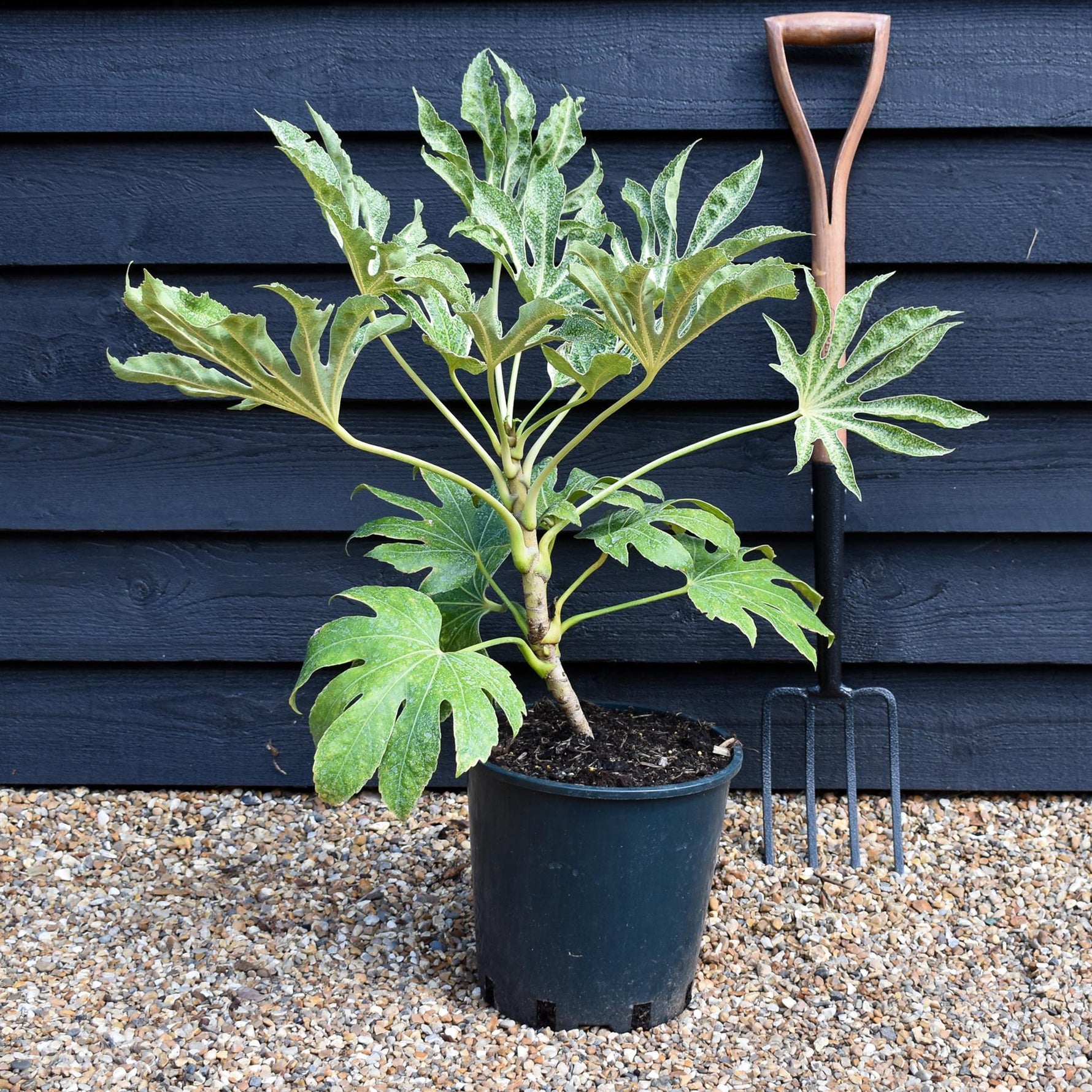 spider web fatsia plant Fatsia japonica 'Spider's Web'