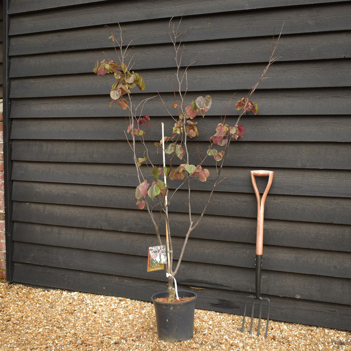 Cercis canadensis 'Forest Pansy' -Multistem - Height 90-140cm - 12lt