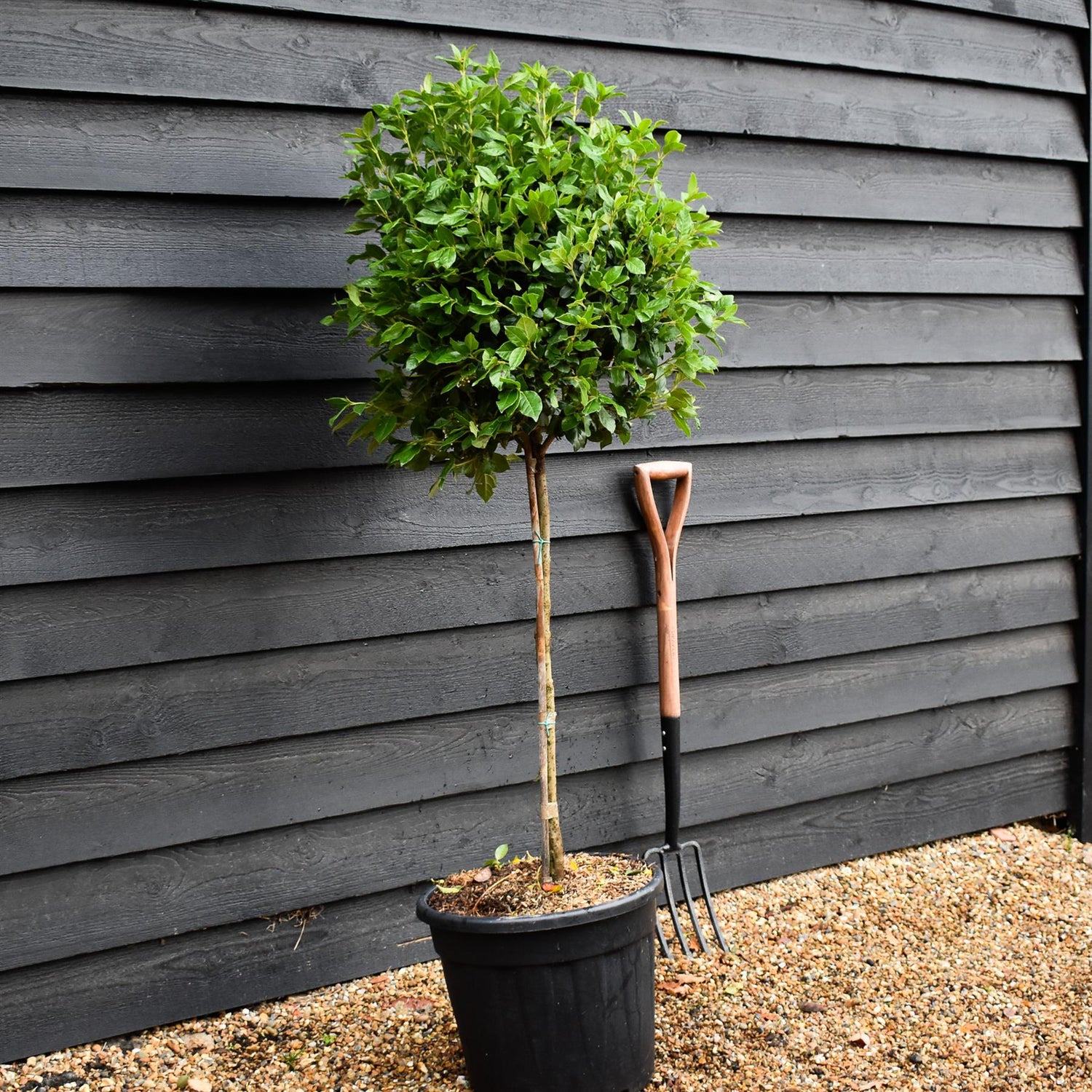 Viburnum tinus Eve Price | Laurustinus 'Eve Price' -Clear Stem 80cm - Girth 6-8cm - Height 130-150cm - 30lt