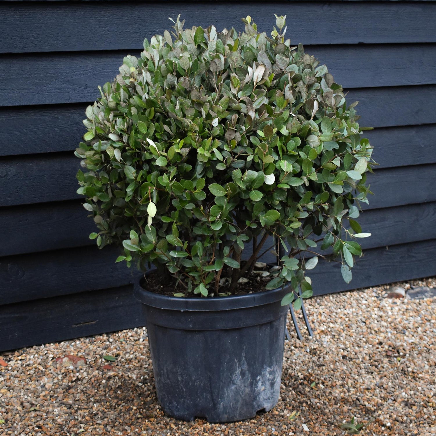 Feijoa (acca) sellowiana | Pineapple Guava - Ball Shape - Height 80cm - Width 70cm - 45lt