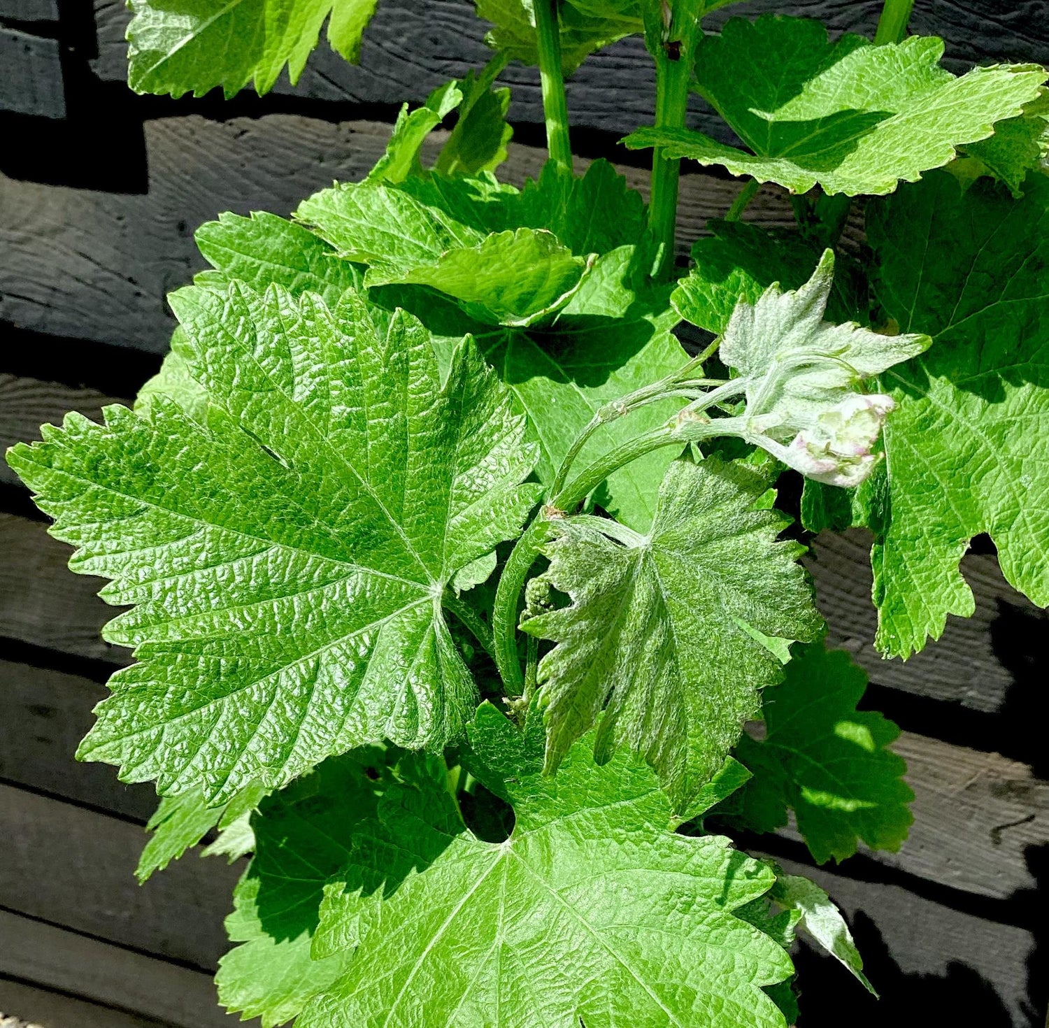 Vitis Vinifera Gnarled Grape Vine - 10lt