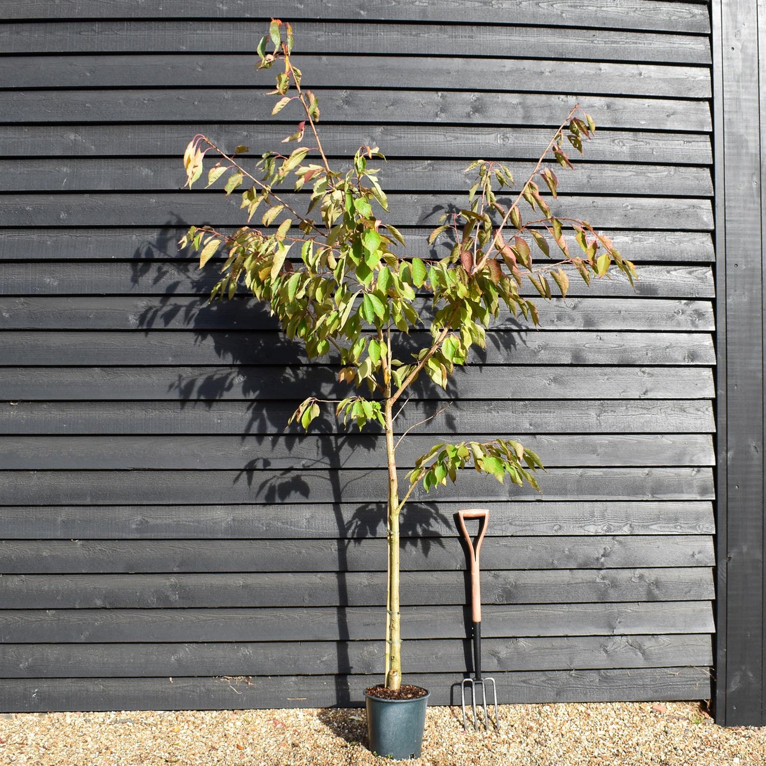 Cherry Blossom | Prunus Shogetsu (Shimizu-zakura) Sakura - 160-200cm - 12lt