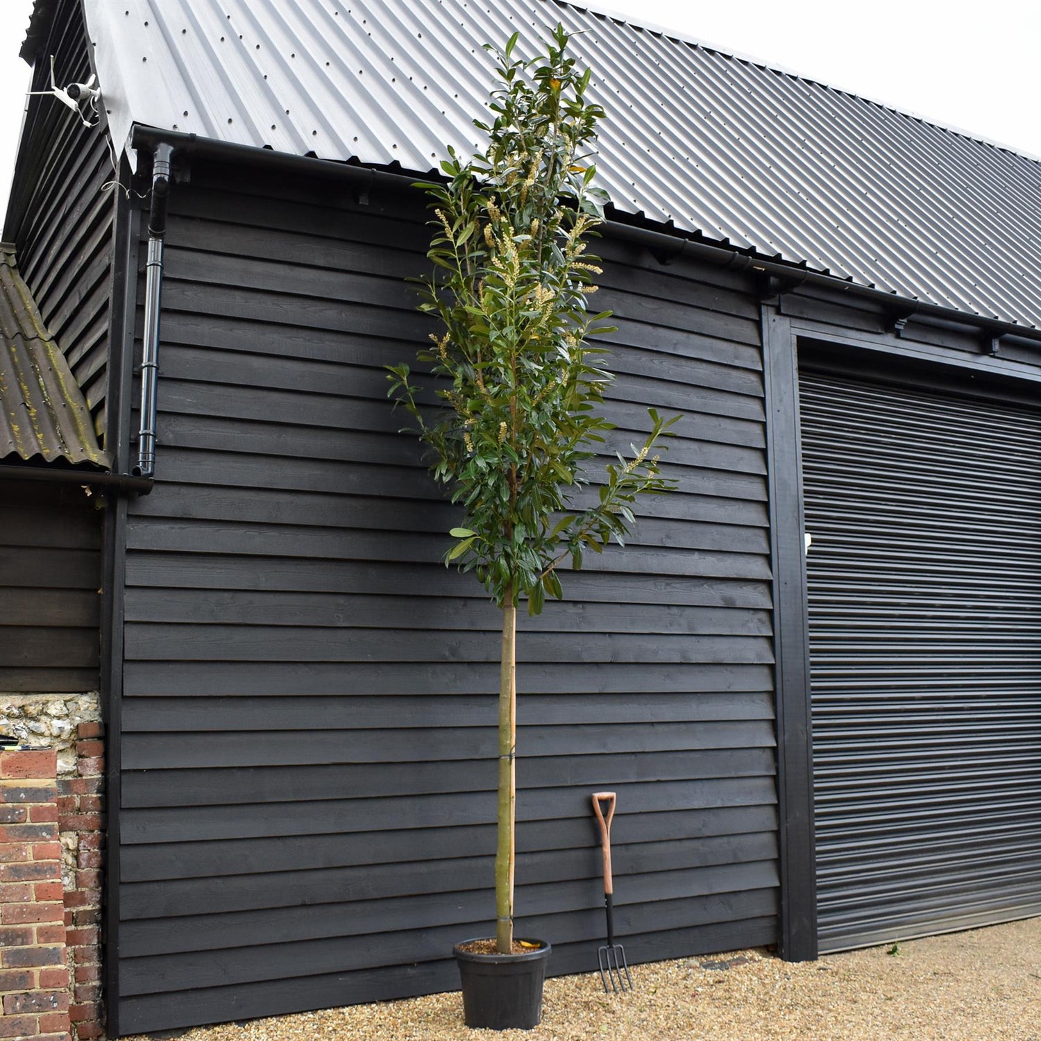 Prunus laurocerasus 'Caucasica' - Clear Stem 160-180cm - Girth 14-16cm - Height 400-420cm - 35lt
