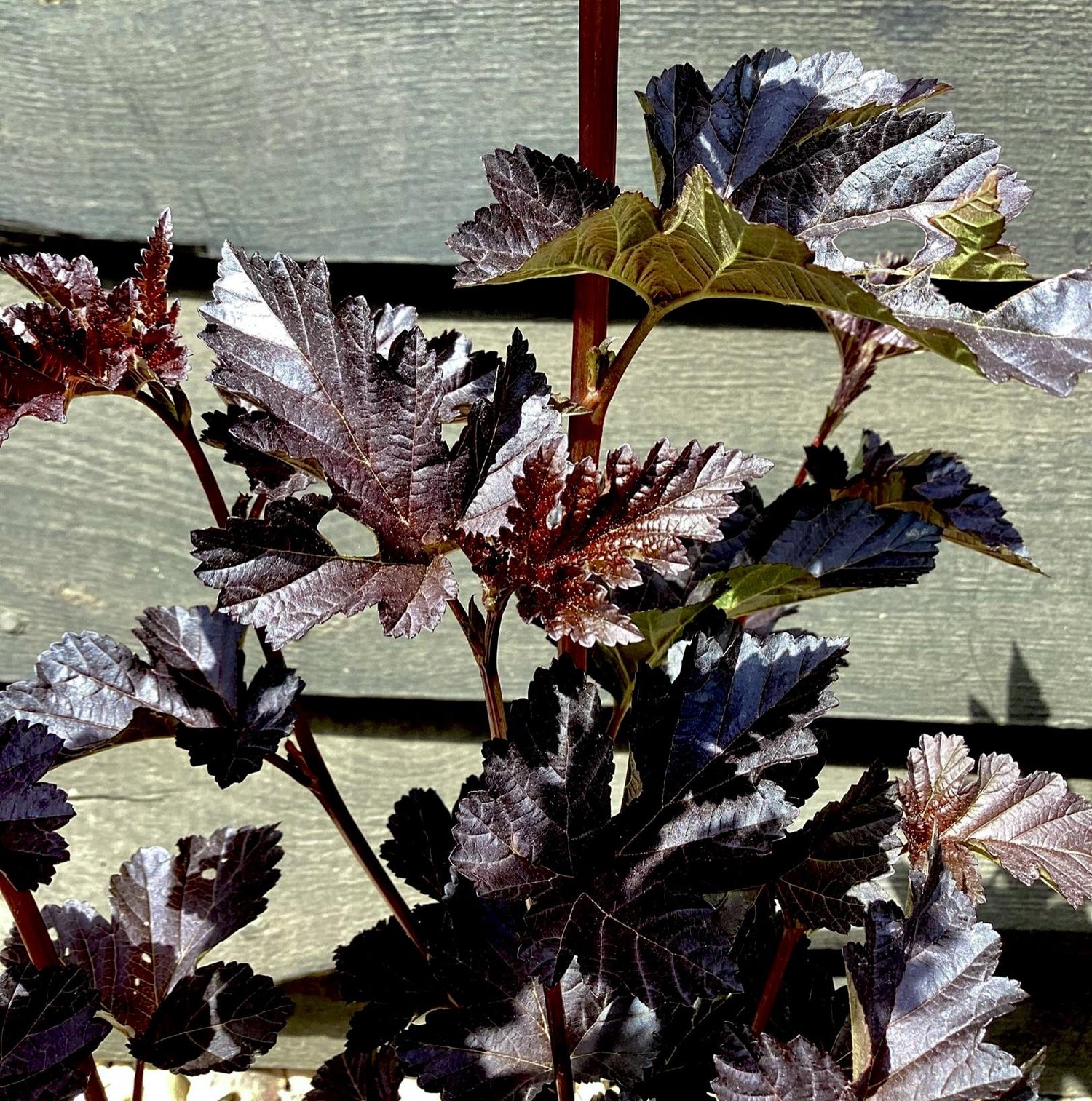 Physocarpus opulifolius 'Midnight' | 'Midnight' Ninebark 10-20cm - 3lt