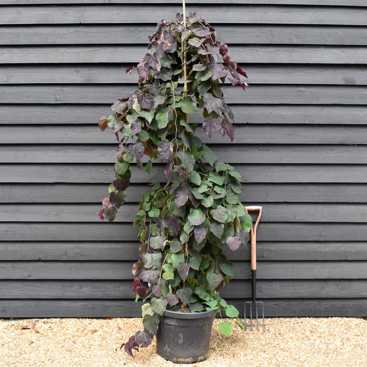 Cercis canadensis 'Ruby Falls' | Eastern Redbud - Twisted stem - Height 200-210cm - 45lt