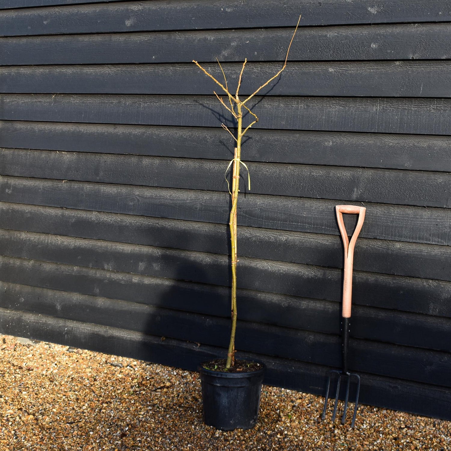 Albizia julibrissin Omberella  | Silk Tree - Height 140-150cm - 15lt