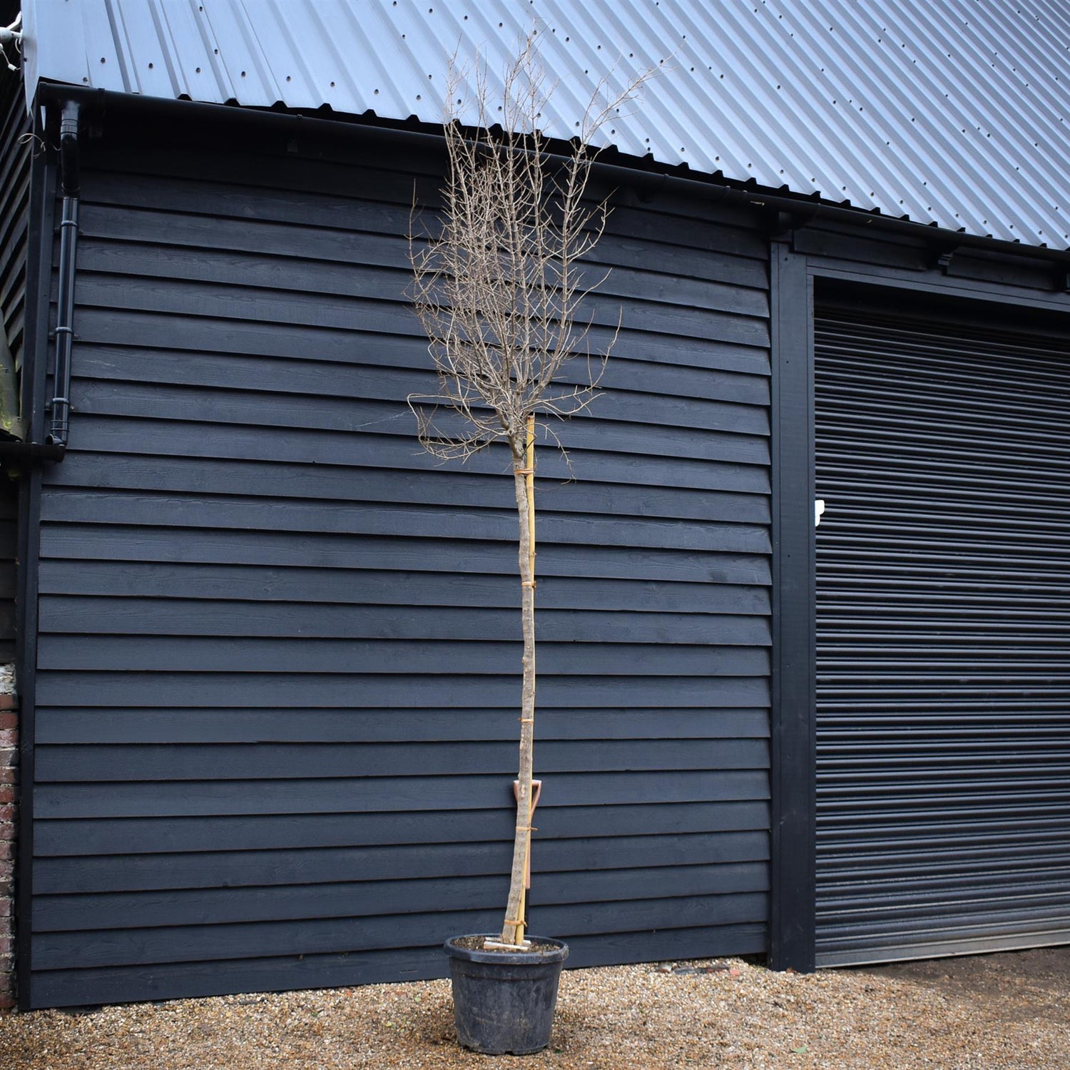 Punica granatum - Pomegranate - Standard - Clear Stem Girth 18-20cm - Height 380-400 - 55lt