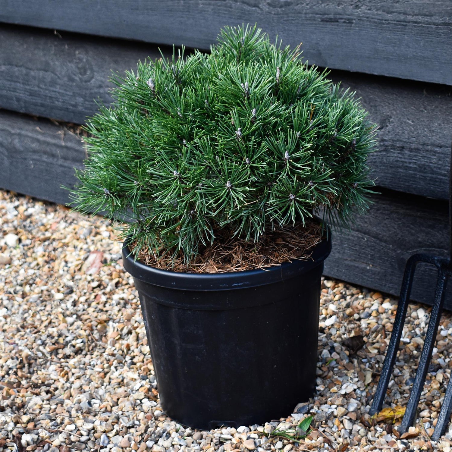 Pinus Mugo 'Mops' - Height 20-25cm - Width 30-35cm - 8lt