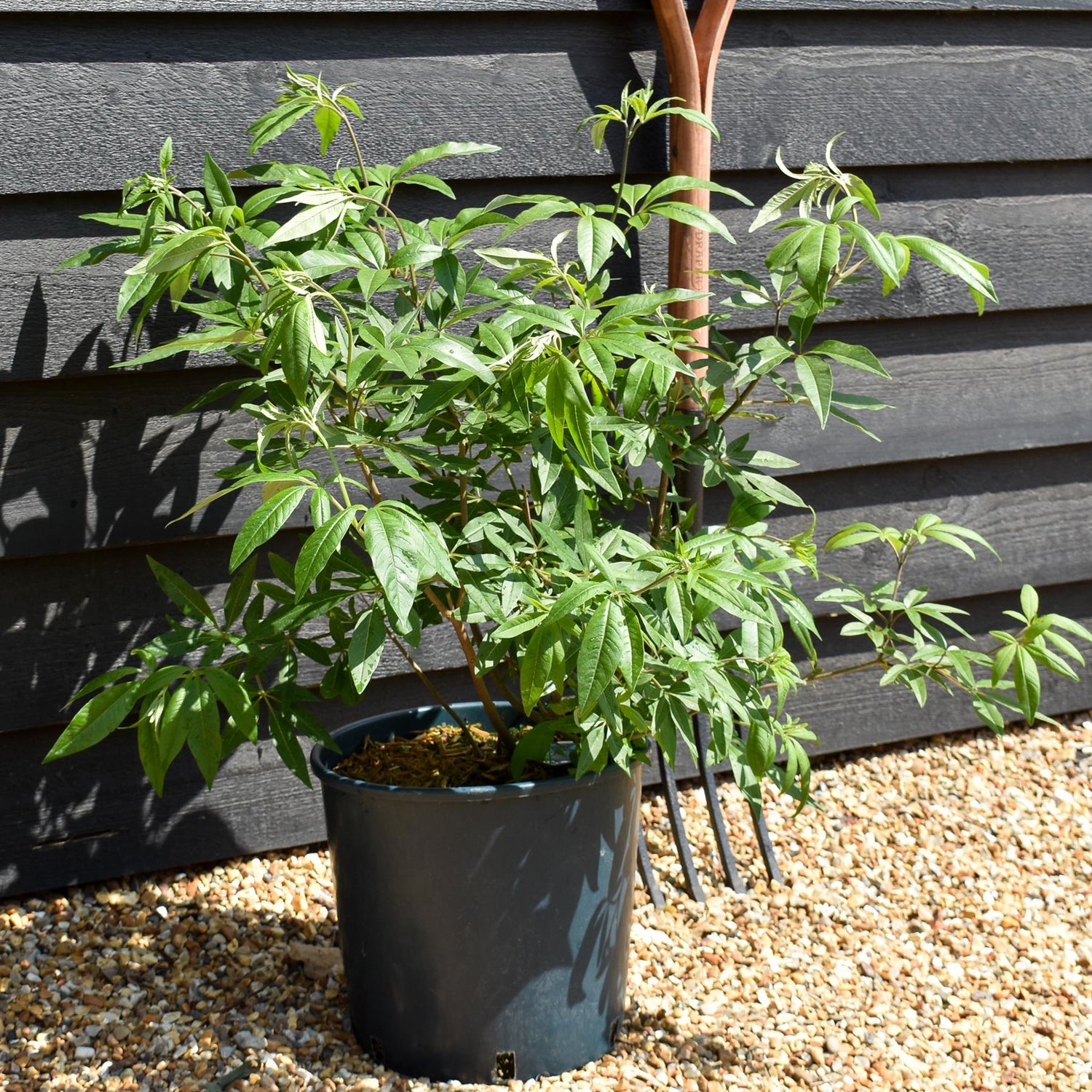 Vitex agnus-castus 'Latifolia'| Chaste tree - Height 90-110cm - 10lt