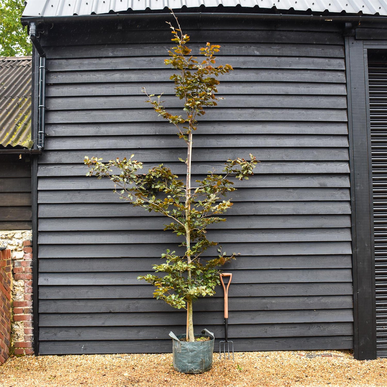 Fagus Sylvatica| Fagus sylvatica purpurea - Feathered - Height - 270-290cm -45lt