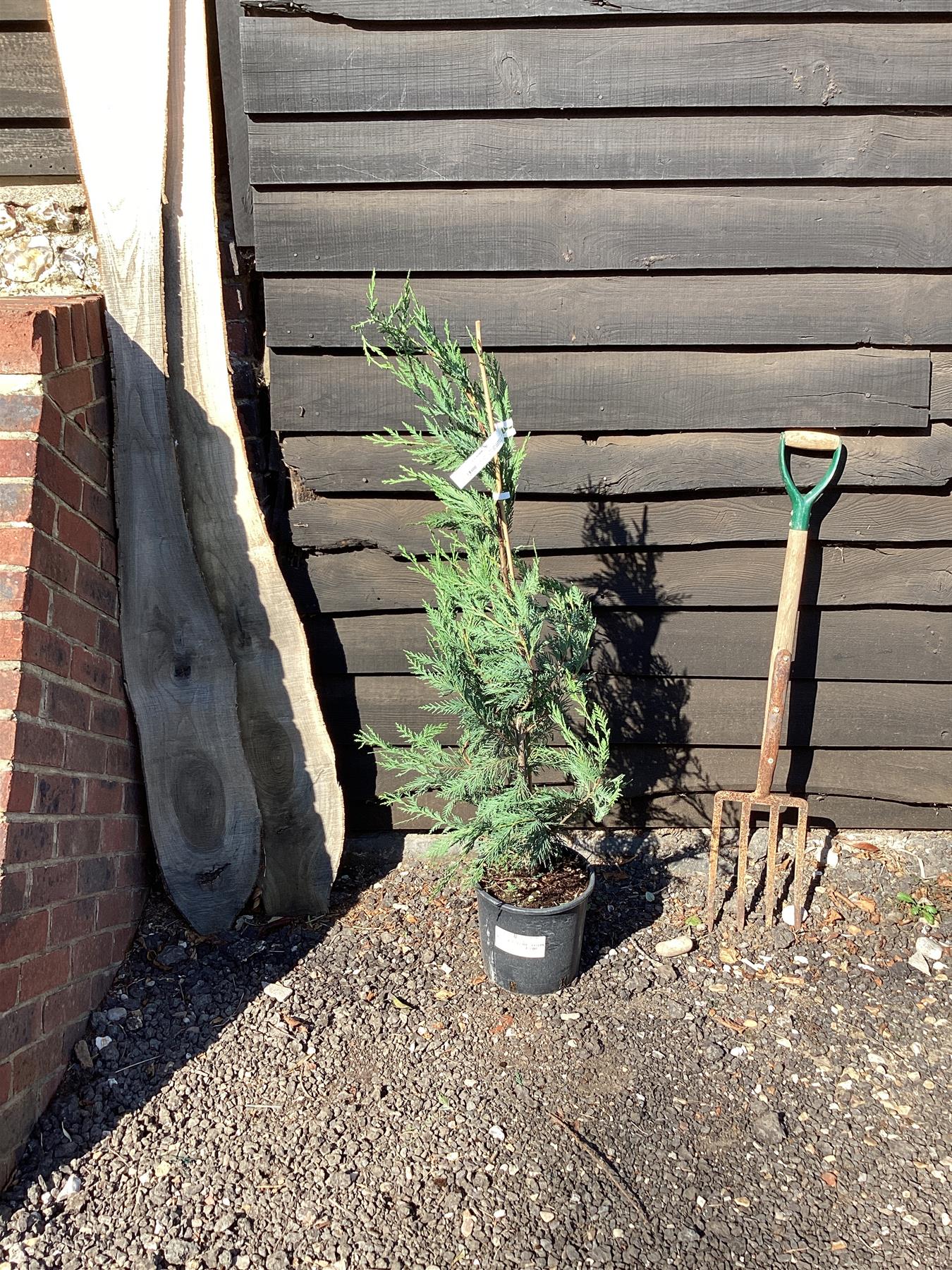 Leyland Cypress - 100-130cm, 25lt