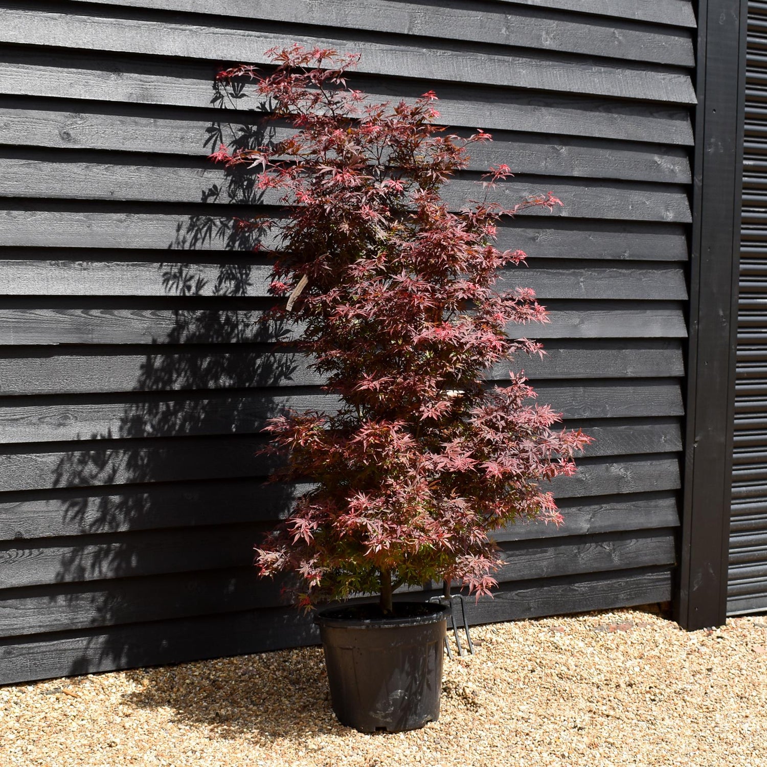 Japanese maple 'Shaina' | Acer palmatum - Bushy - Height 170-220cm - 35lt