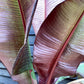 Ensete ventricosum 'Maurelii' | Red Abyssinian banana 100-120cmPalm  - 25lt