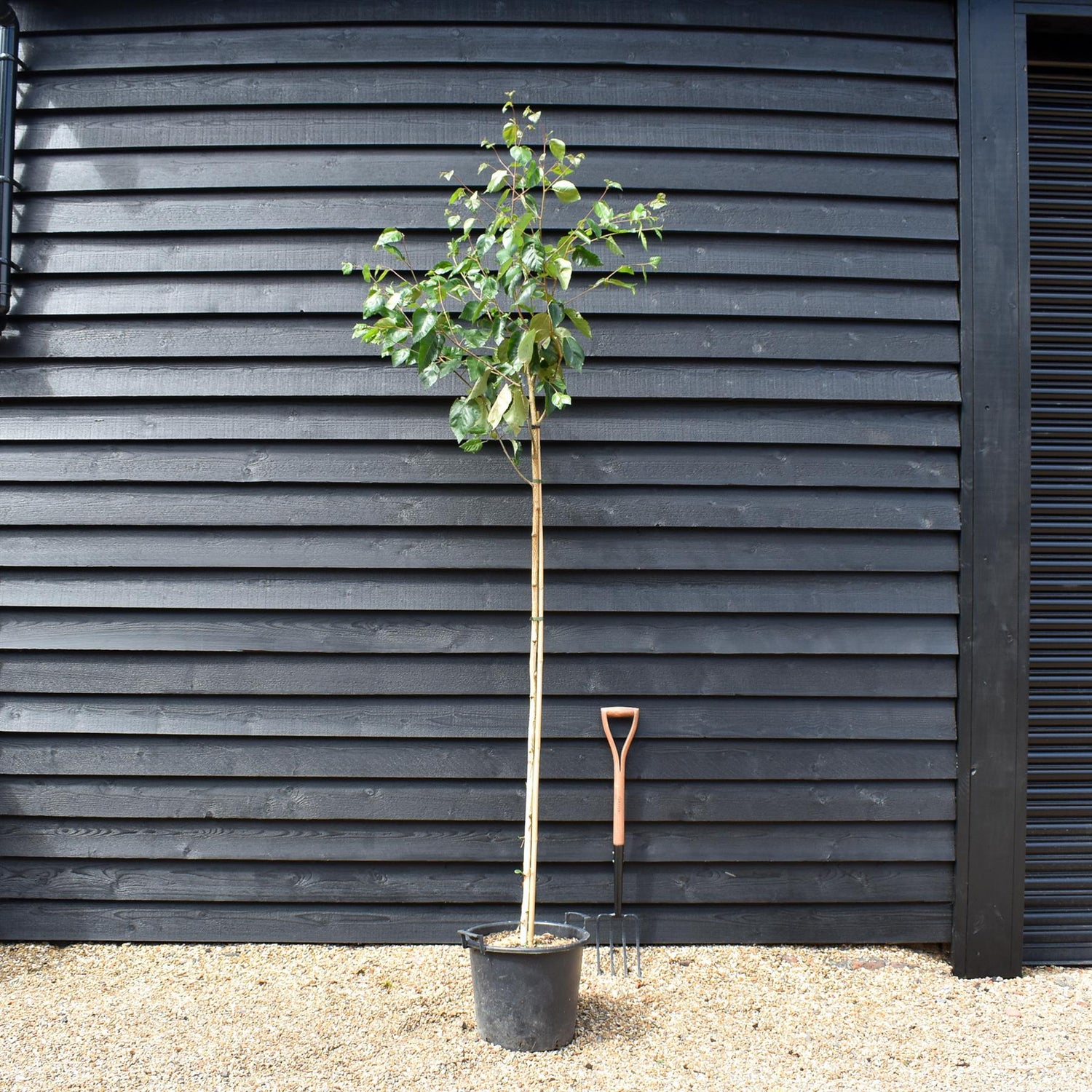 Silver birch 'Snow Queen' |Betula utilis Snow Queen - Height - 220-270cm - Girth 6-8cm - 30lt