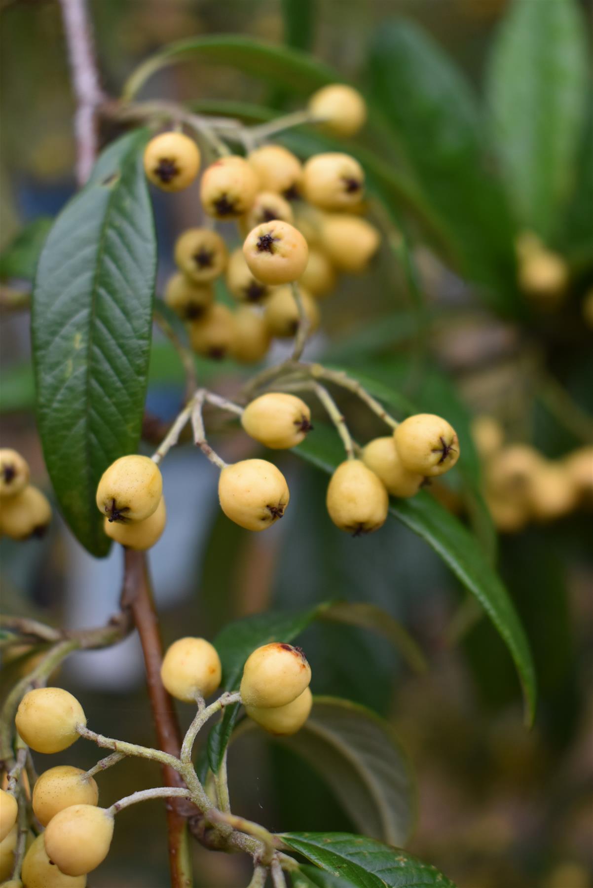 Cotoneaster 'Rothschildianus' | Willow-Leaved Cotoneaster - Height 160-180cm - 12lt
