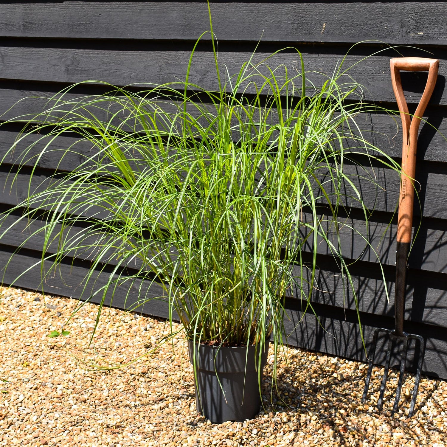 Miscanthus sinensis 'Herman Mussel' - Grass - Herbaceous Perennial - Height 80-90cm - 6.5lt