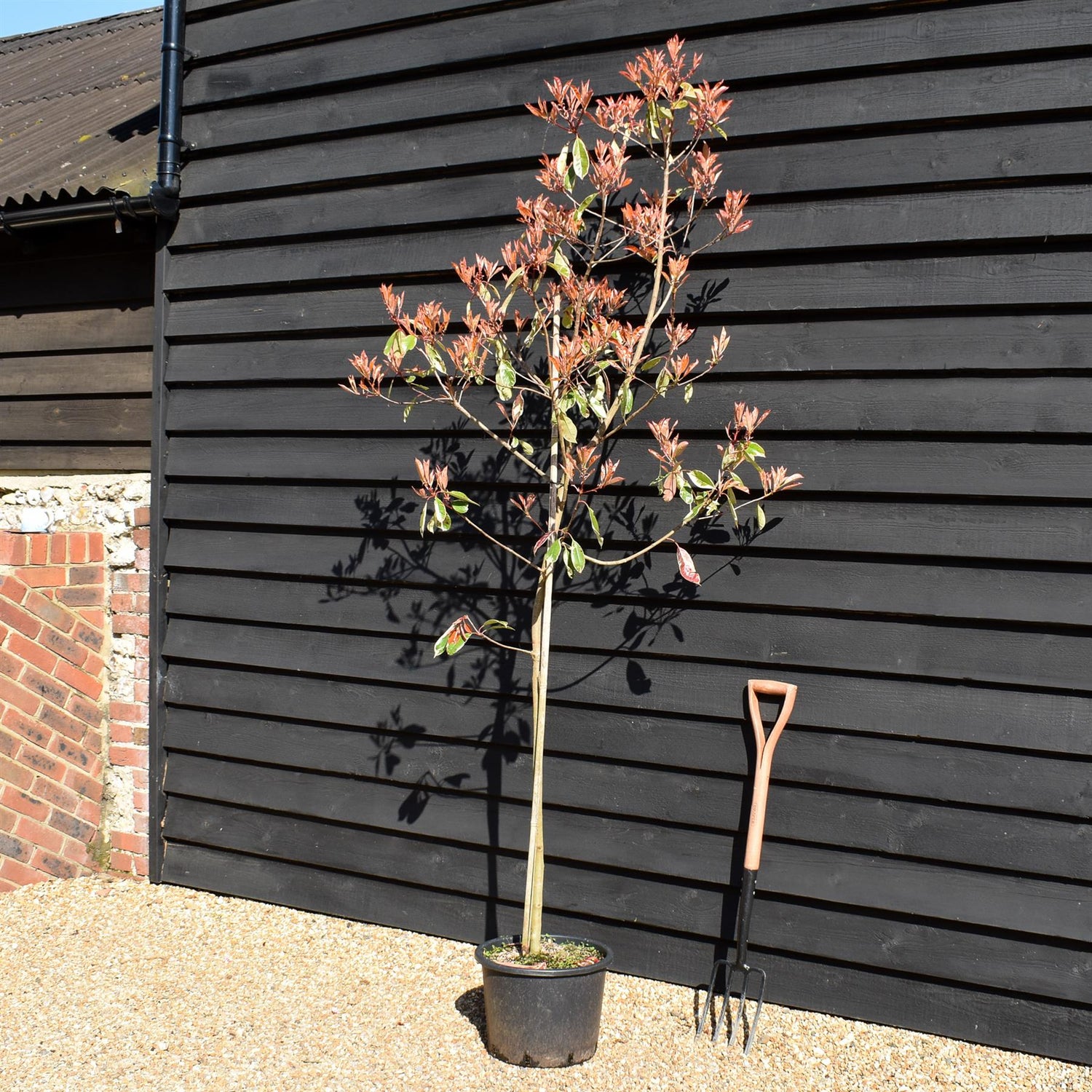 Photinia Louise | Christmas berry 'Louise'  - Height - 170-190cm, 20lt