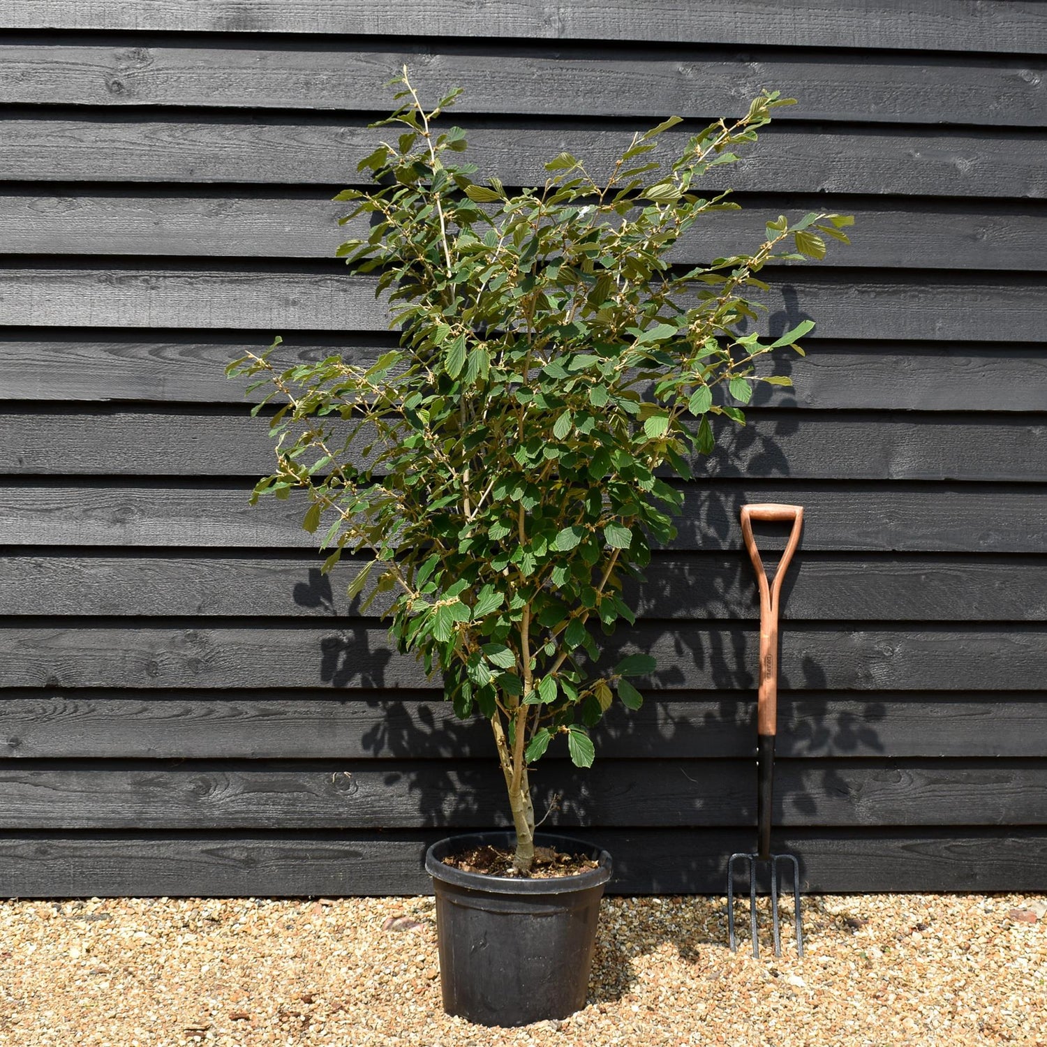 Hamamelis x intermedia 'Arnold Promise' | Witch hazel - Height 130-160cm - 25lt