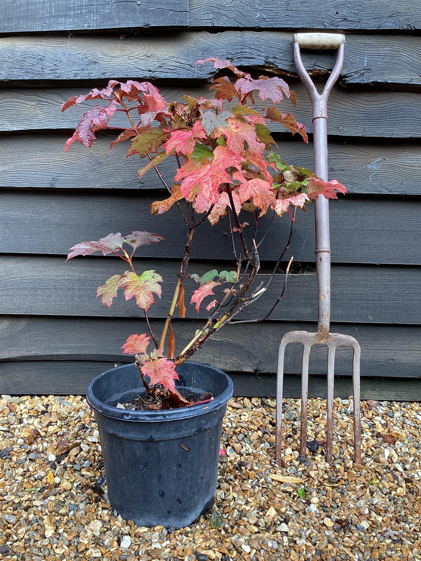 Hydrangea quercifolia 'Ruby Slippers' | Oak Leaf Hydrangea - 60-80cm, 10lt