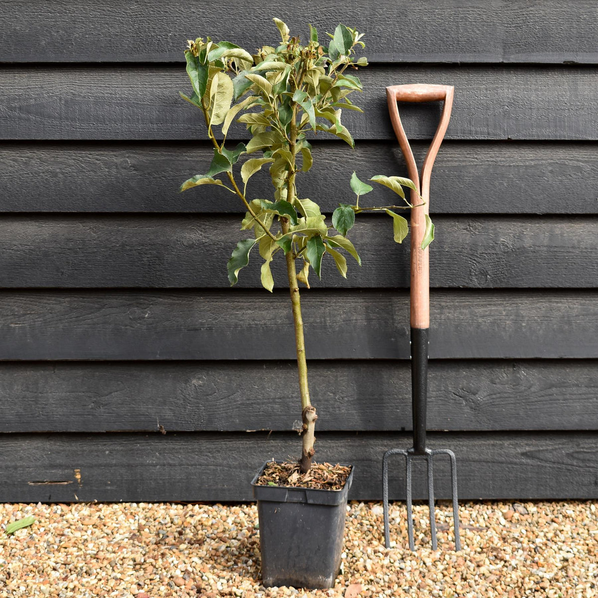 Apple tree 'Granny Smith' | Malus Domestica - Patio Rootstock - Height 80-100cm - 7lt
