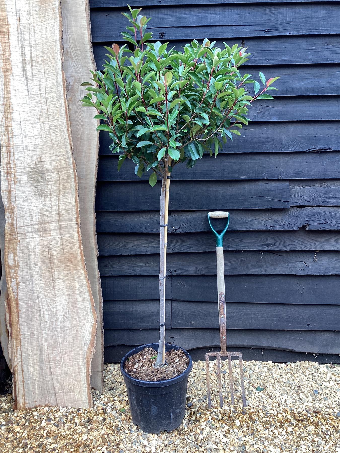 Photinia Red Robin | Christmas berry 'Red Robin' - 1/2 std Clear Stem - 180-190cm, 18lt