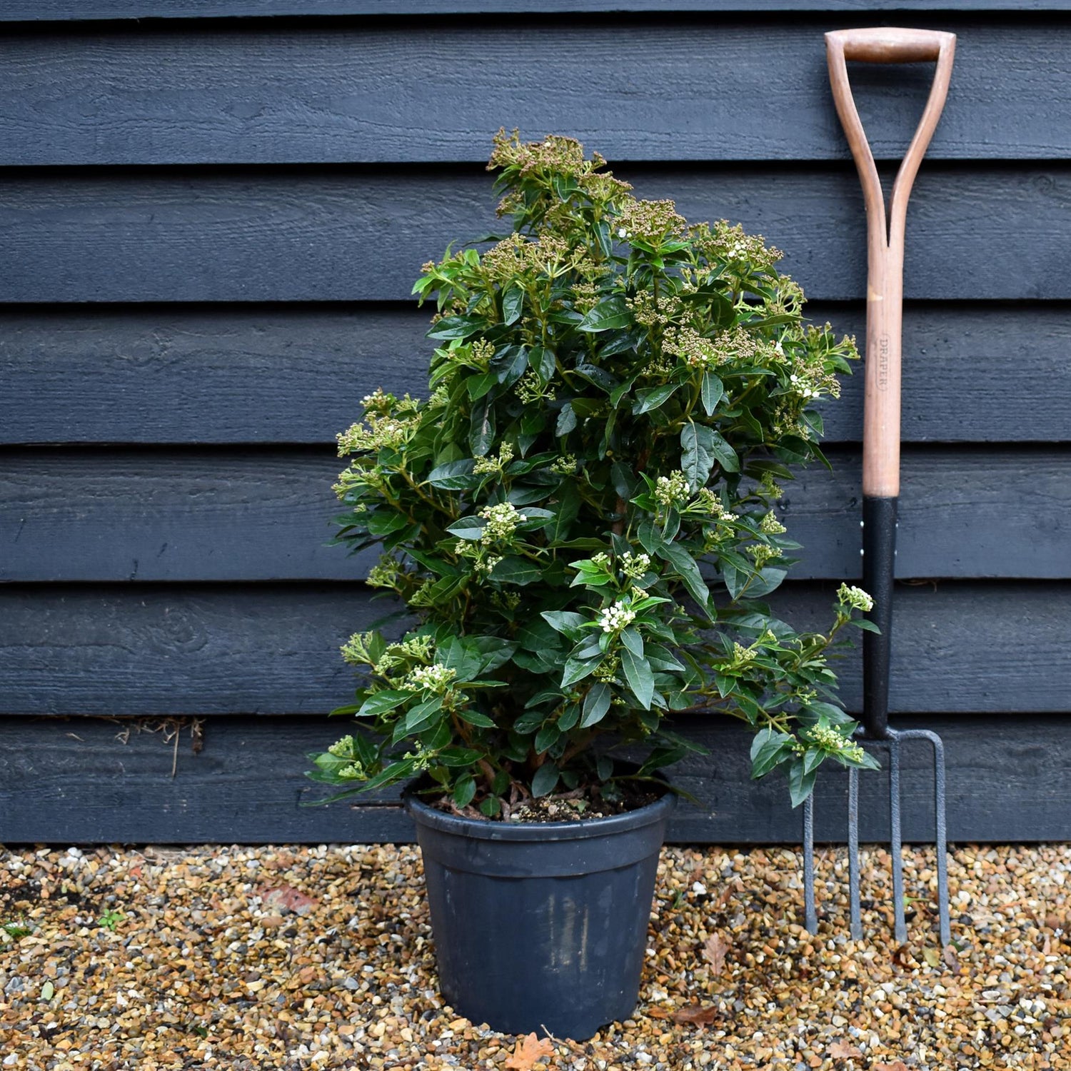 Viburnum tinus Eve Price - Shrub - Height 60-70cm - 10lt