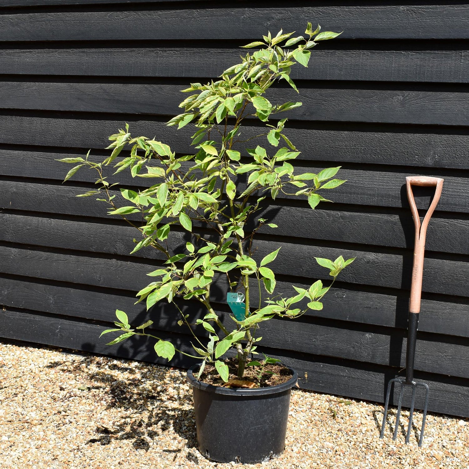 Cornus alba 'Gouchaultii' | Dogwood - Shrub - Height 90-120cm - 20lt