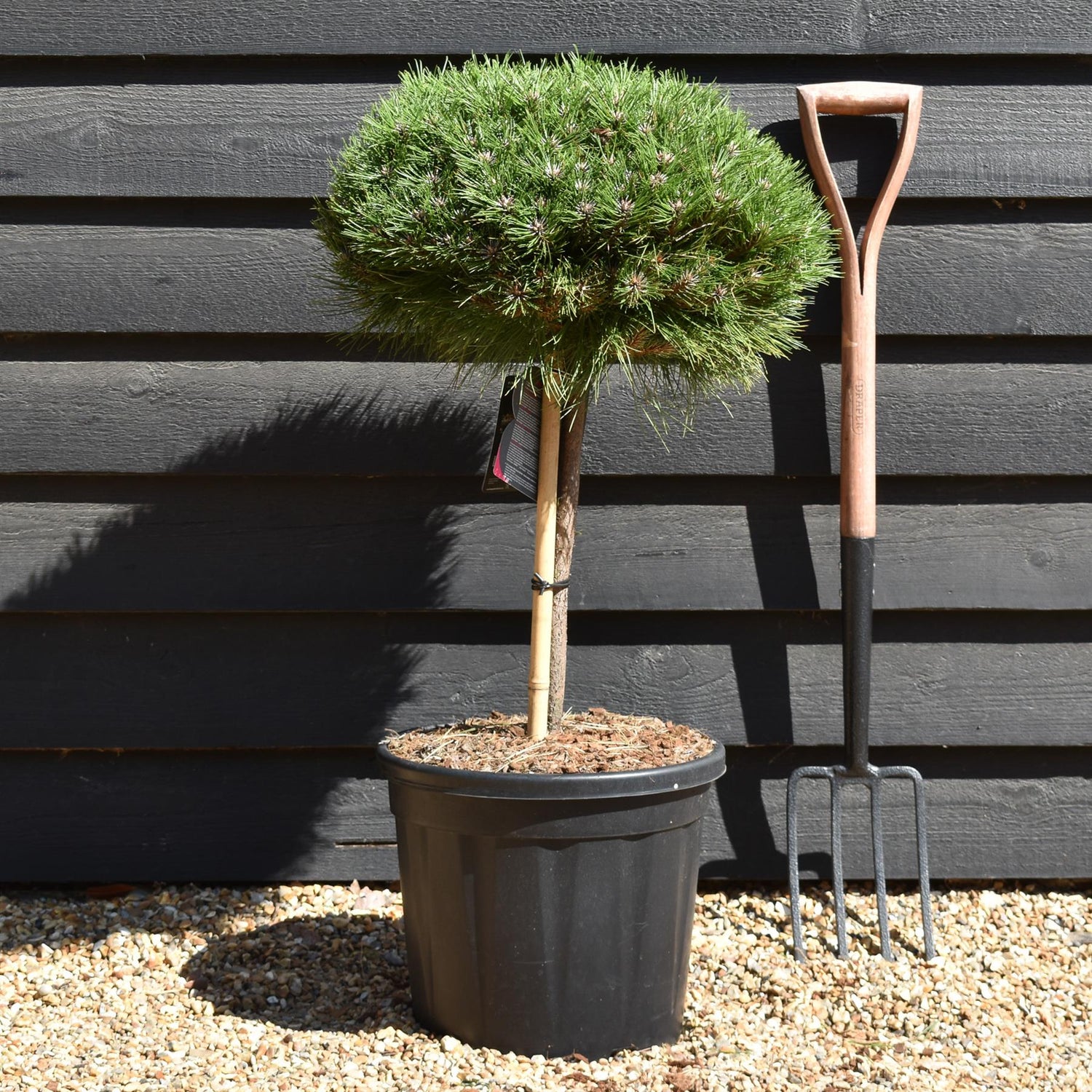 Pinus 'Marie Bregeon' - Stem 40cm - Height 70cm - Width 40cm - 20lt