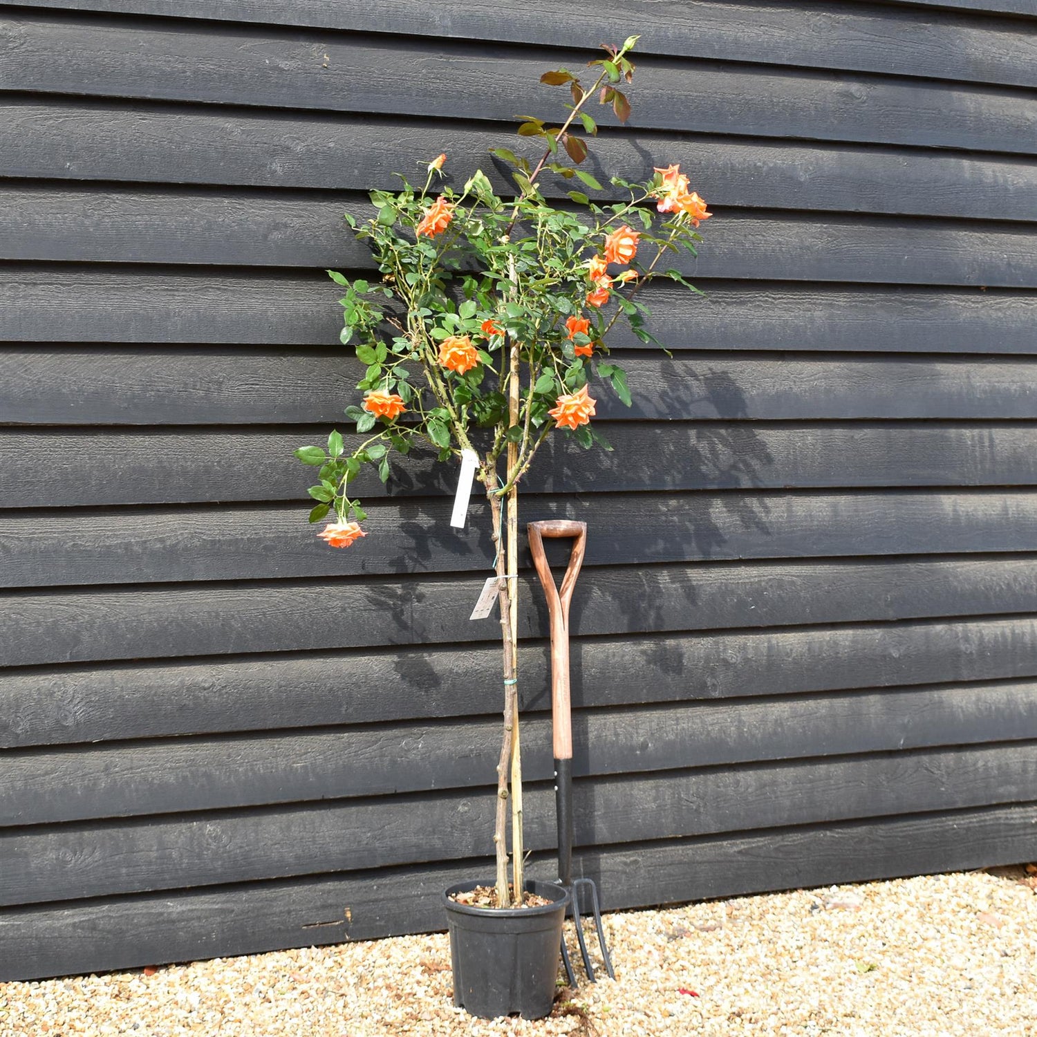 Rose 'Albicocca Sfumato Rame' - Clear Stem 80-90cm - Height 130-160cm - 18lt