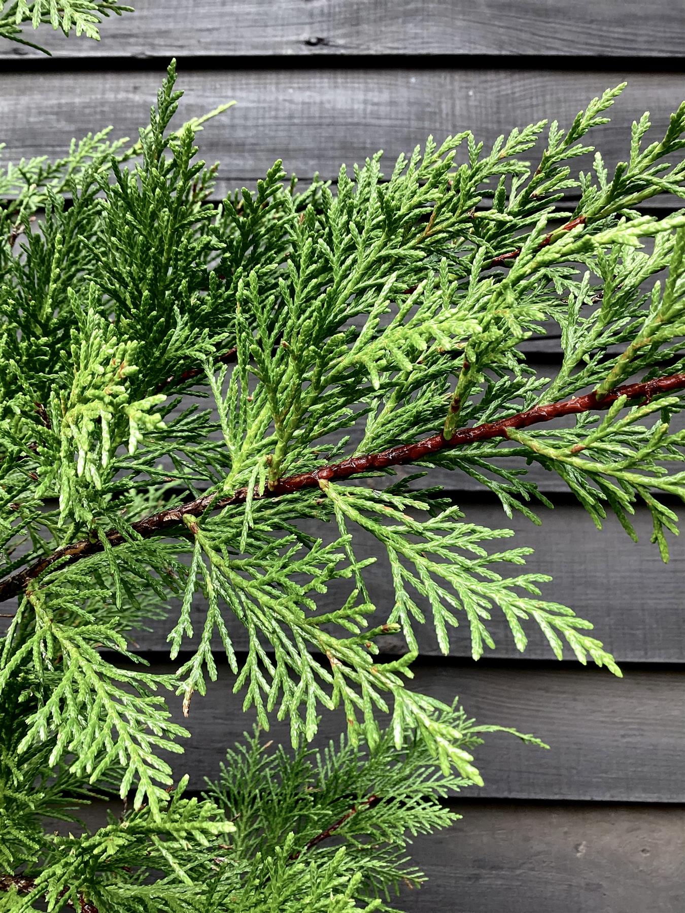 Leyland Cypress - 130-180cm, 20lt