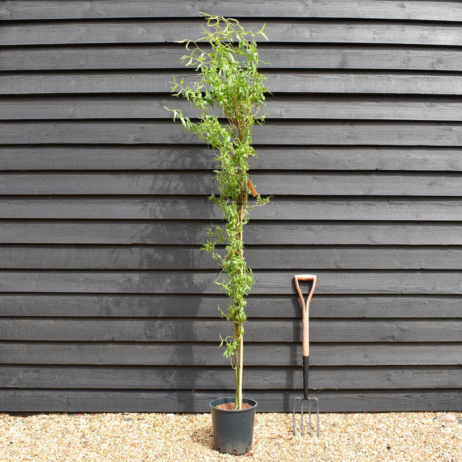 Salix matsudana Tortuosa | Wiggerly Willow - Tree - Height 180-220cm - 12lt