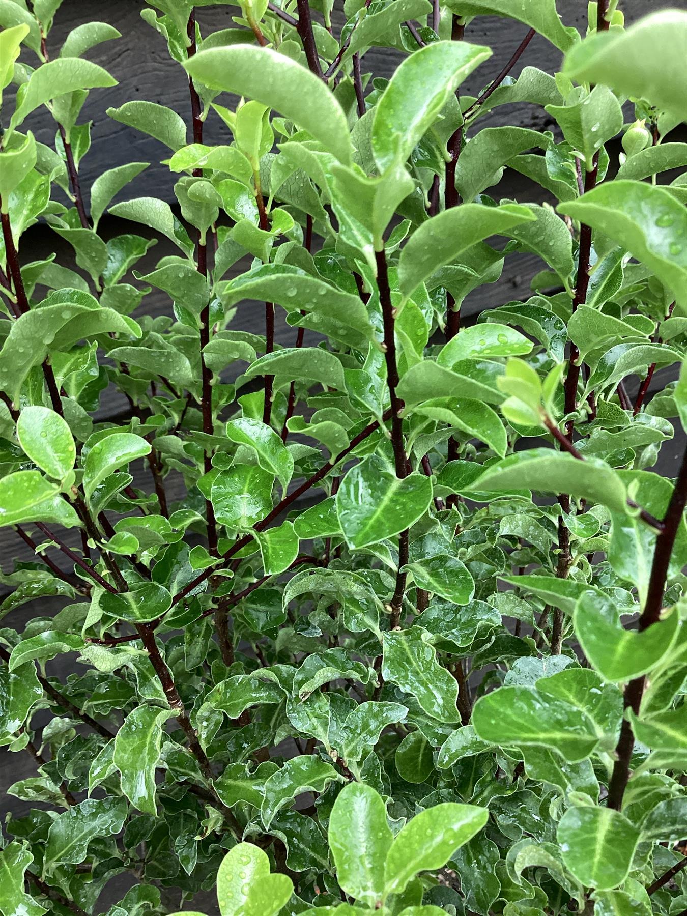 Pittosporum Arundel Green - 100-120cm, 10lt