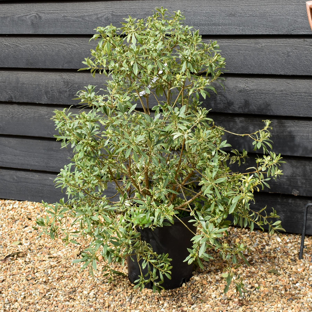 Pittosporum heterophyllum Variegatum - Shrub - Height 70-80cm - 12lt