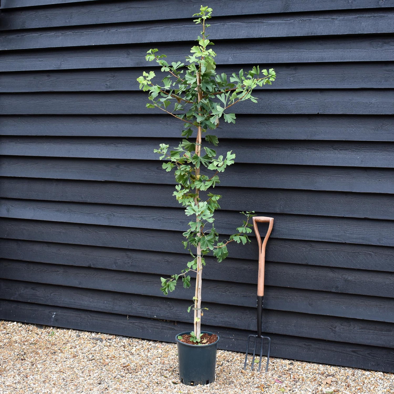 Ginkgo biloba | Maidenhair Tree -Height 180-220cm - 12lt