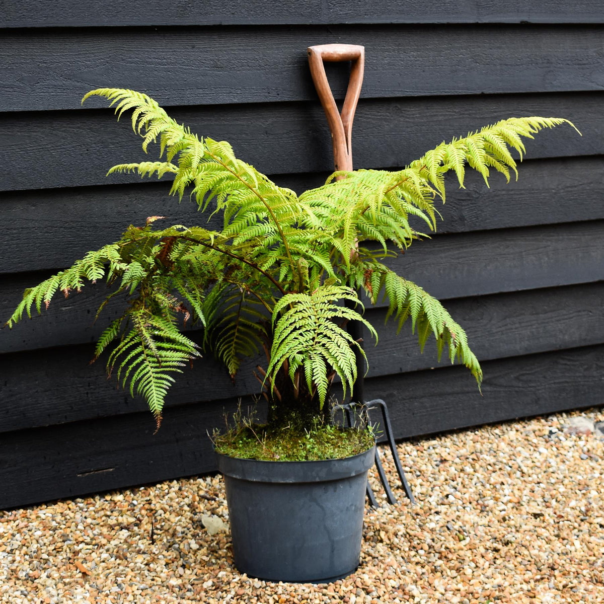 Dicksonia antarctica | Australian tree fern - Height  140-160cm - 30lt