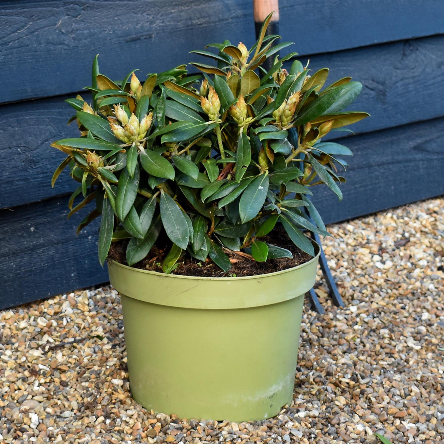 Rhododendron Yakushimanum  'Polaris' - Shrub - Height 20-30cm - 20lt