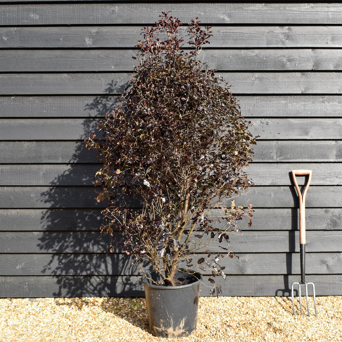 Pittosporum tenuifolium 'Purpureum' - Height 150-170cm -25lt
