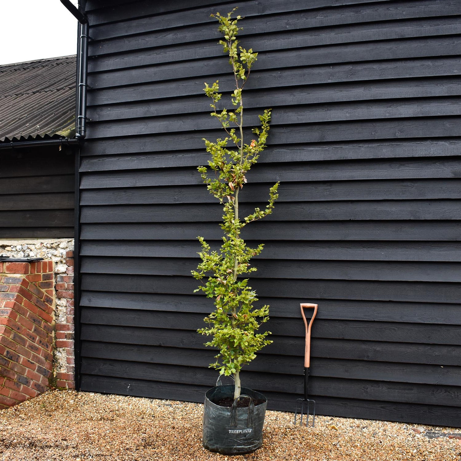 Fagus Sylvatica |  Fagus sylvatica - Girth 8-10cm - Height 250-280cm - 45lt