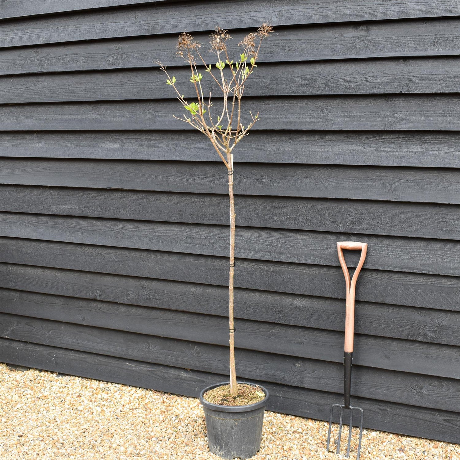 Hydrangea paniculata 'Limelight' - Stem 100cm - Height 170-180cm - 15lt