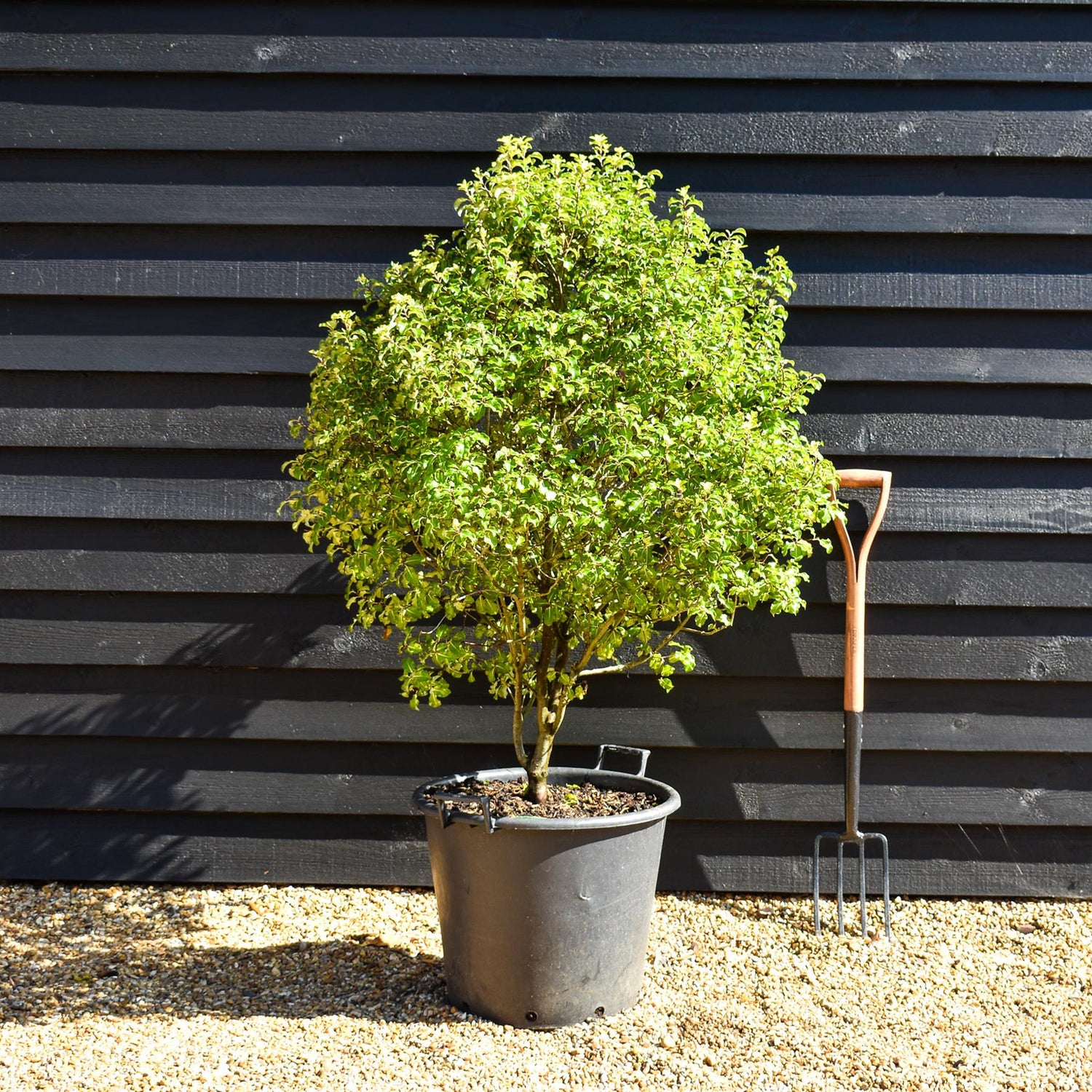 Pittosporum tenuifolium 'Gold Star' - Height 110-130cm, 50lt